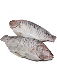 Tilapia 400~500g COD.127